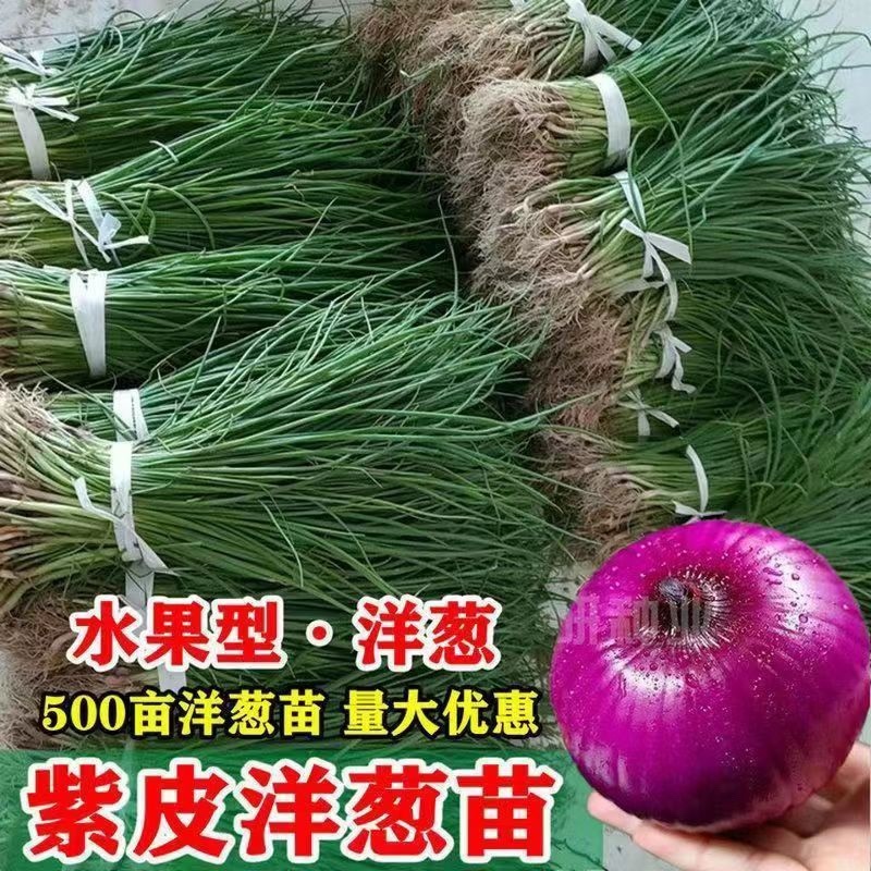 优质洋葱苗专业育苗基地直发