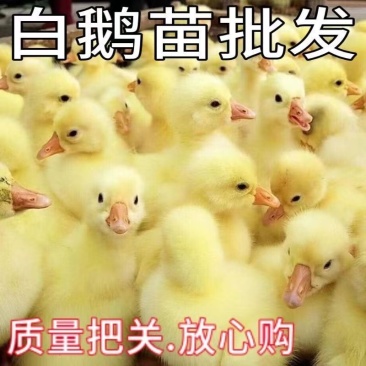 优质鹅苗专业孵化基地直发