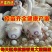优质鹅苗专业孵化基地直发