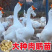 优质鹅苗专业孵化基地直发