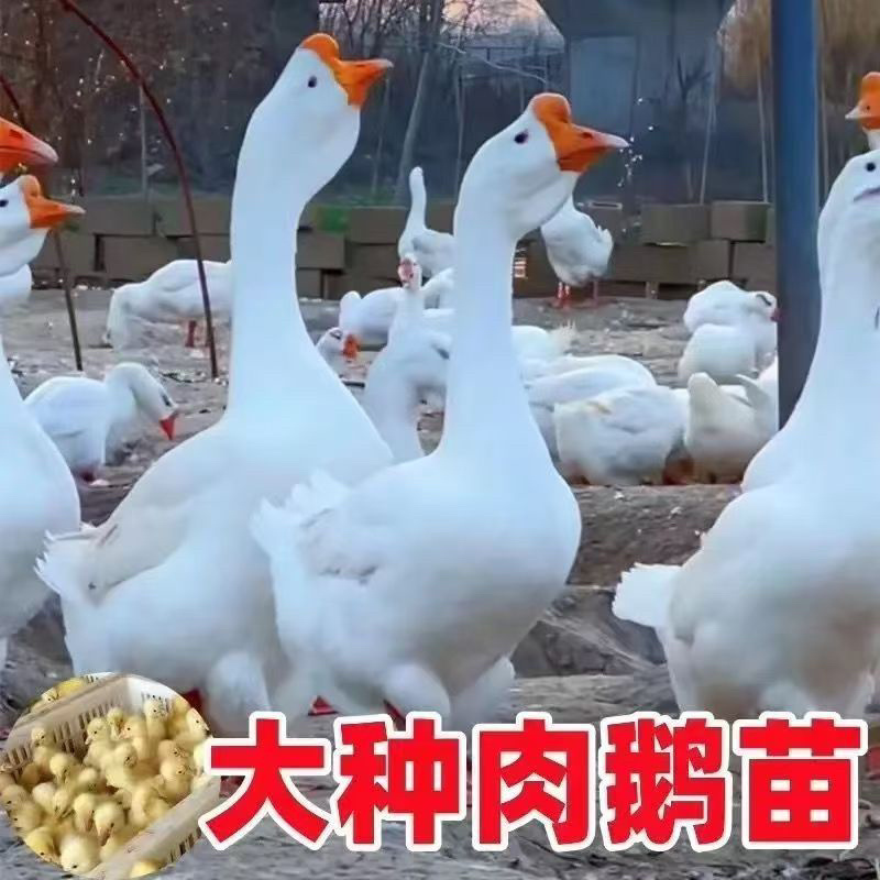 优质鹅苗专业孵化基地直发