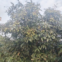 荔枝