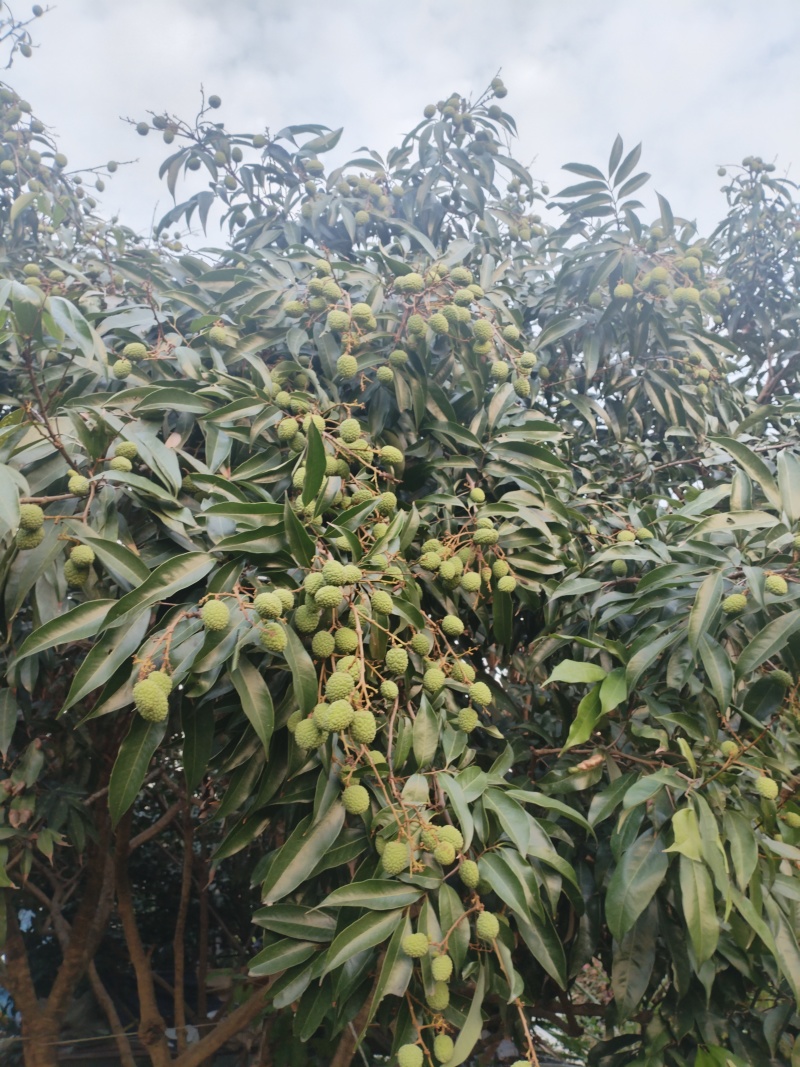 荔枝