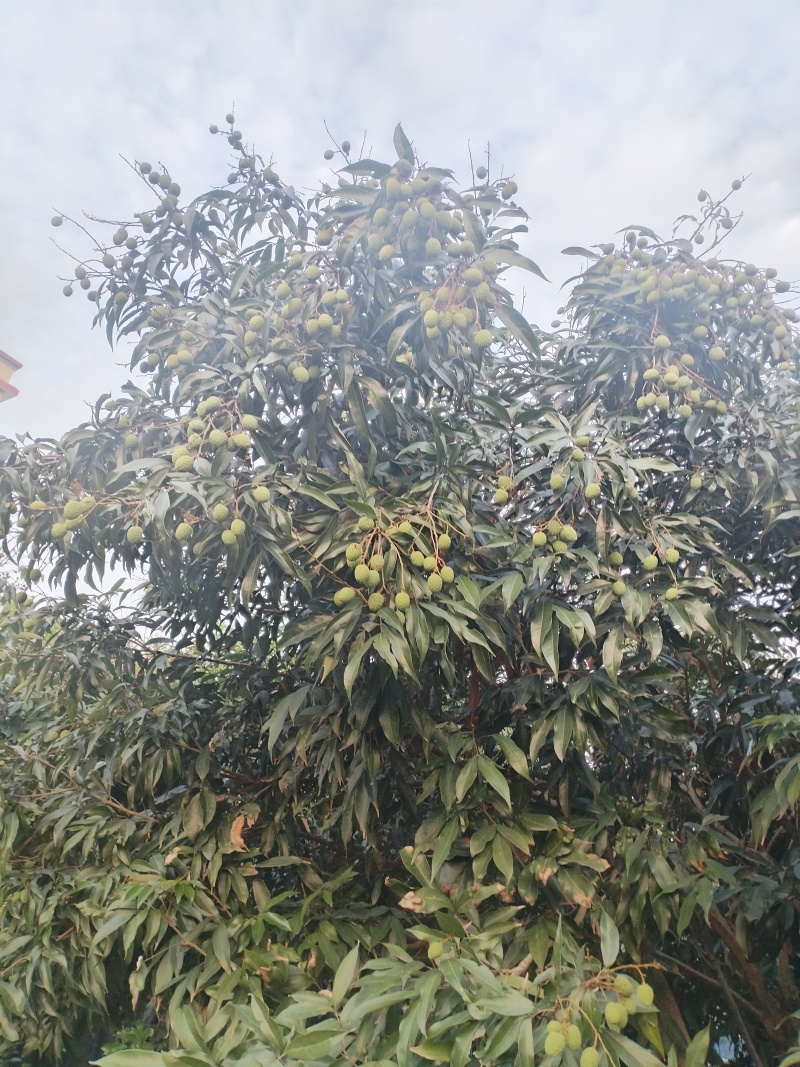 荔枝