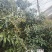 荔枝