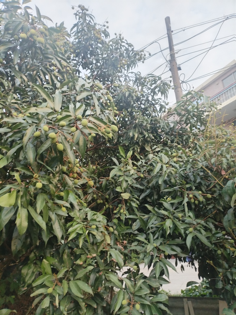 荔枝