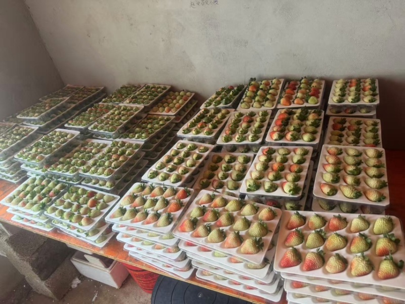网套散装精品草莓蒙特瑞草莓，大量供应新鲜发货