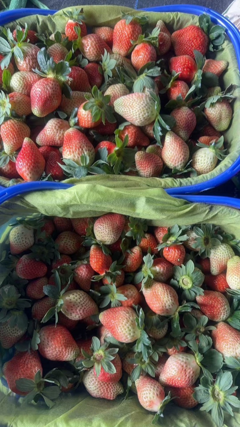 网套散装精品草莓蒙特瑞草莓，大量供应新鲜发货