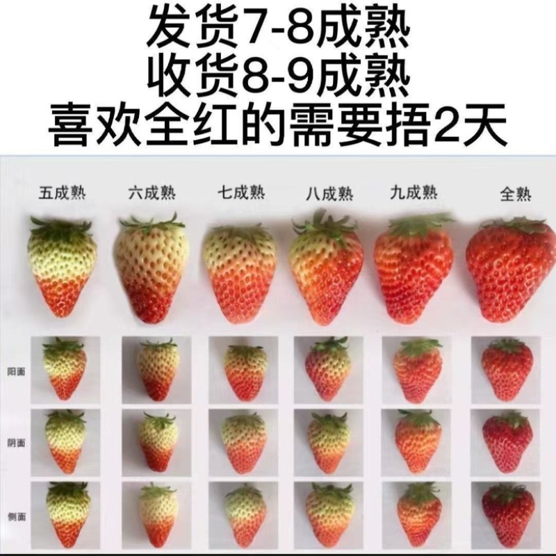 网套散装精品草莓蒙特瑞草莓，大量供应新鲜发货
