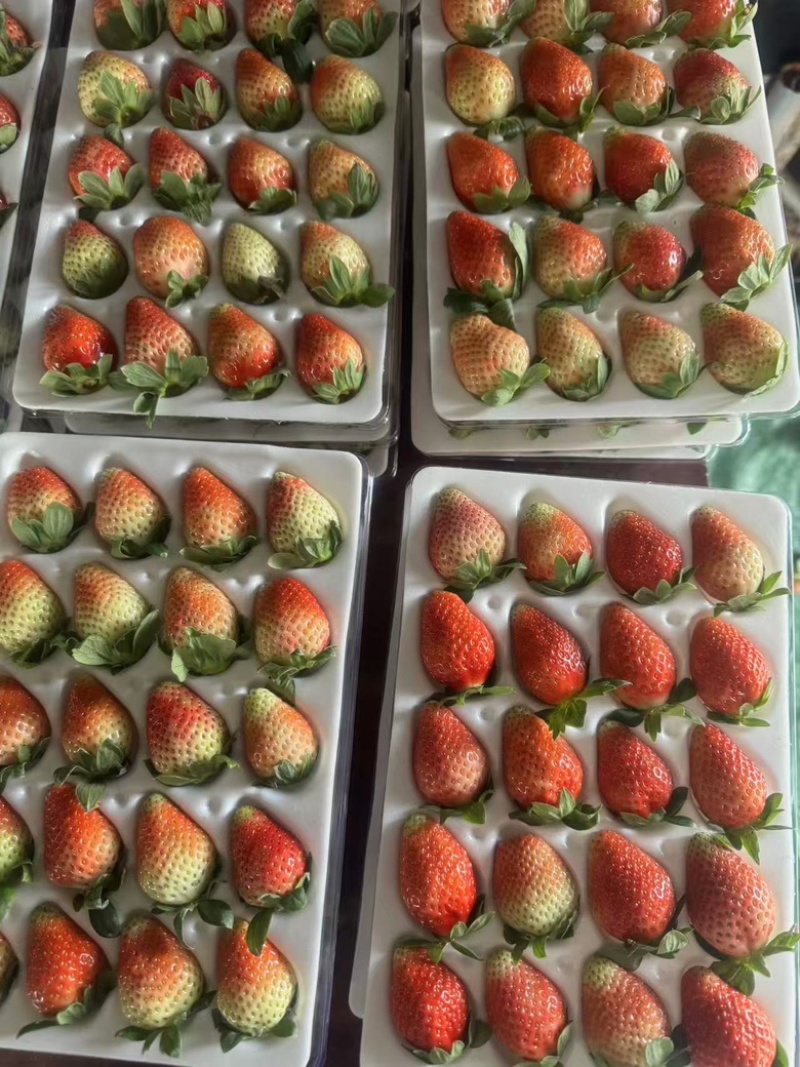网套散装精品草莓蒙特瑞草莓，大量供应新鲜发货