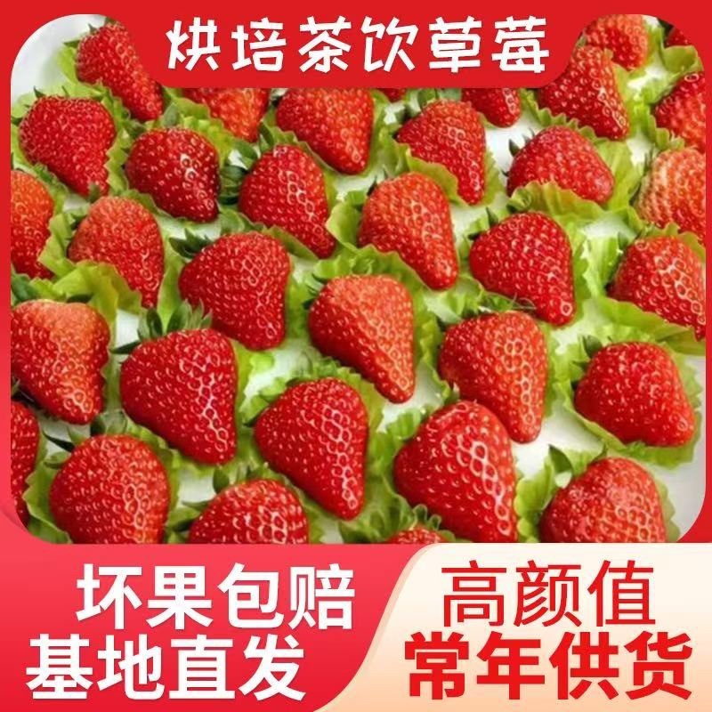 网套散装精品草莓蒙特瑞草莓，大量供应新鲜发货