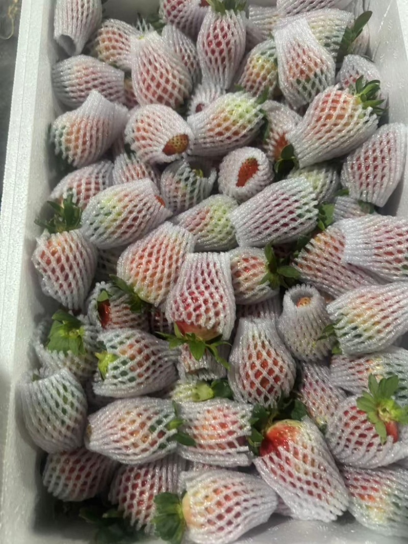 网套散装精品草莓蒙特瑞草莓，大量供应新鲜发货