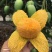 四川攀枝花芒果椰香芒，鸡蛋芒大量供应新鲜采摘皮薄肉厚香