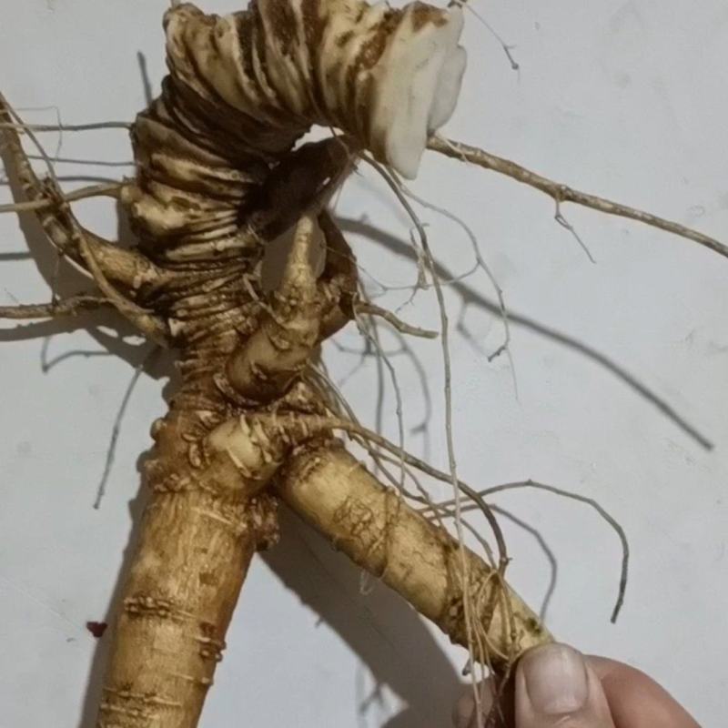 野三七