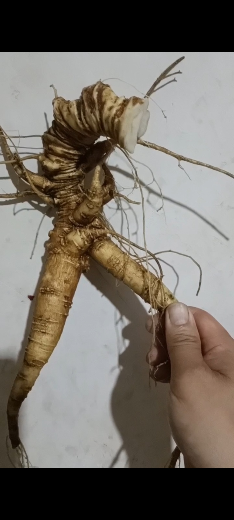 野三七