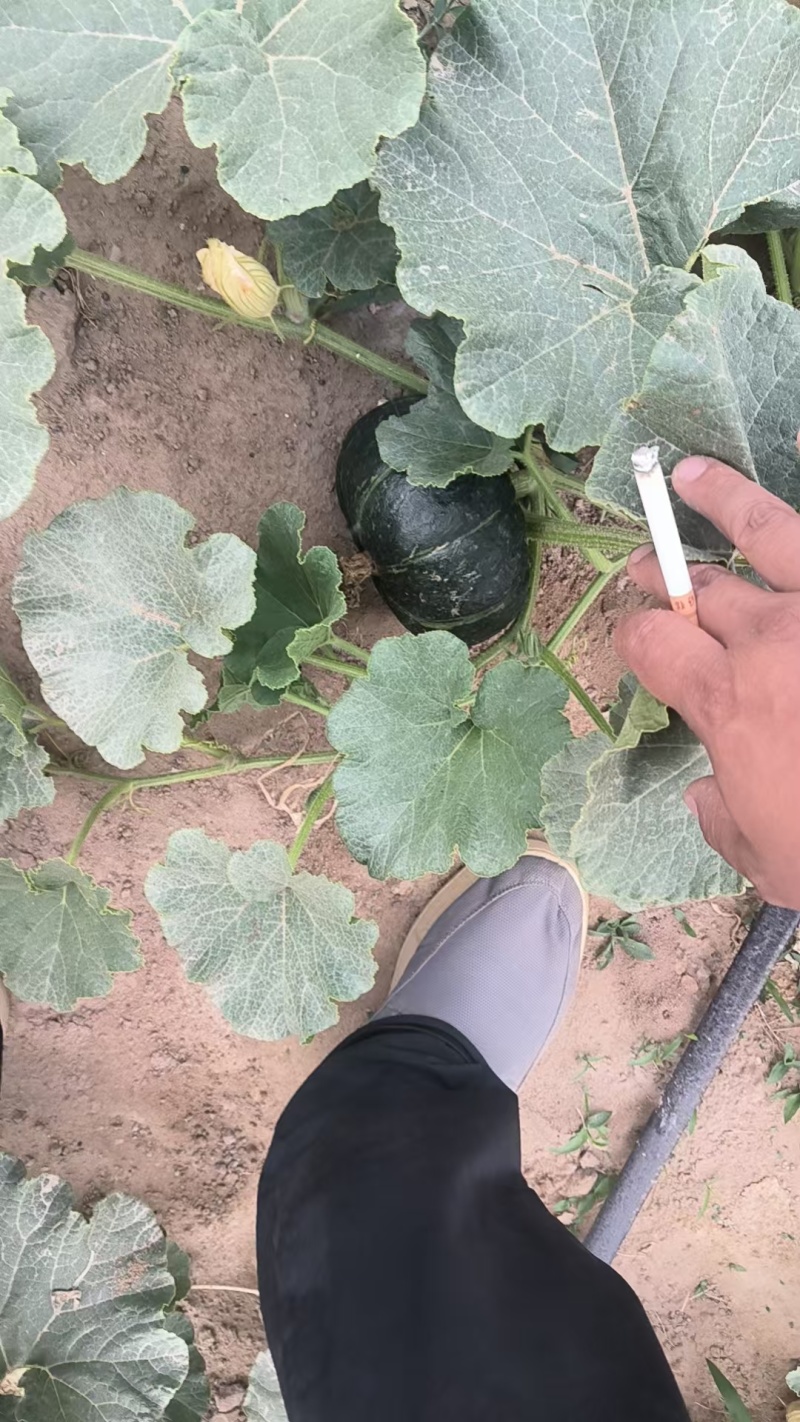 贝贝南瓜，一件代发