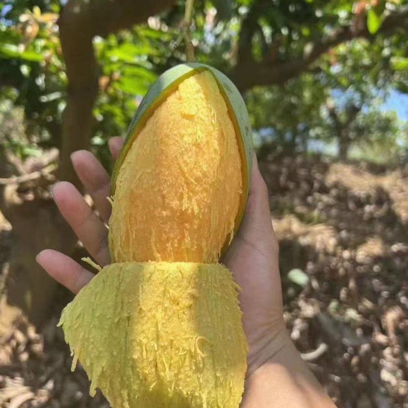 桂七芒广西芒果现摘现发品质好价格优量大可优惠