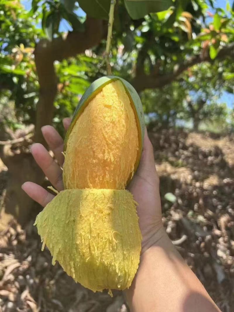 桂七芒广西芒果现摘现发品质好价格优量大可优惠