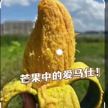 桂七芒广西芒果现摘现发品质好价格优量大可优惠