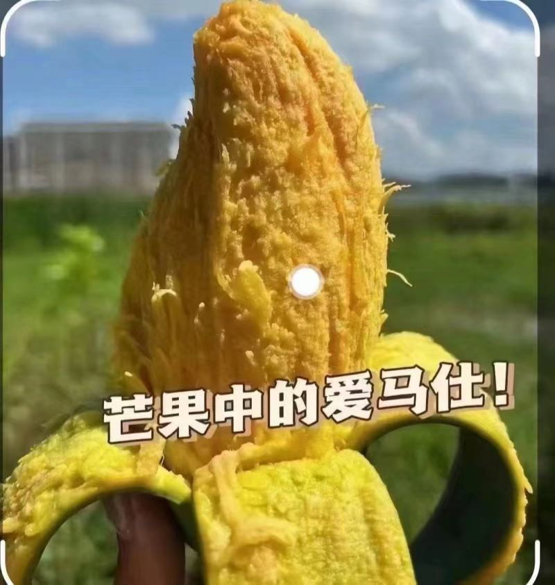 桂七芒广西芒果现摘现发品质好价格优量大可优惠