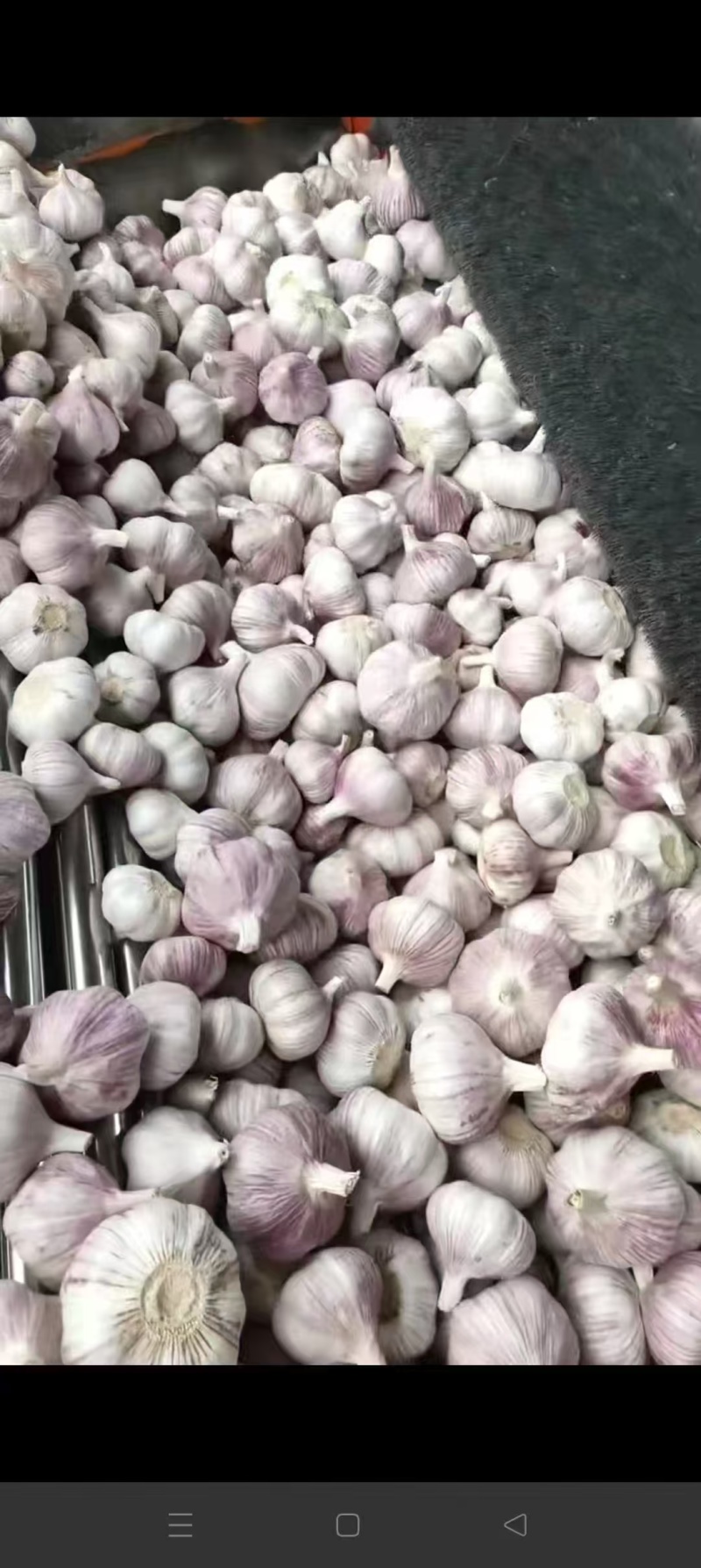 主要经营，邳州精品大蒜，