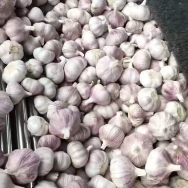 主要经营，邳州精品大蒜，