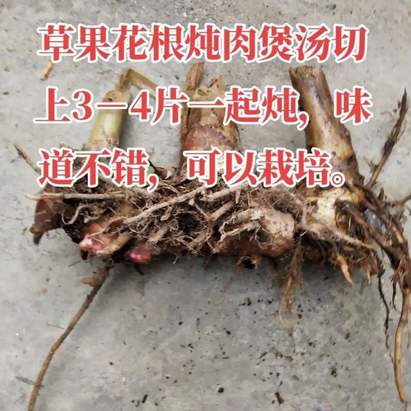 夜寒苏种苗