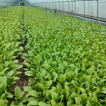 鸡毛菜