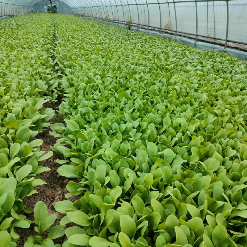 鸡毛菜