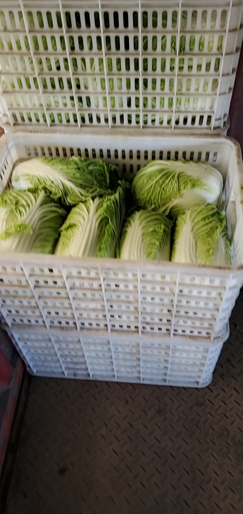 白菜