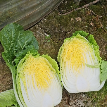 白菜