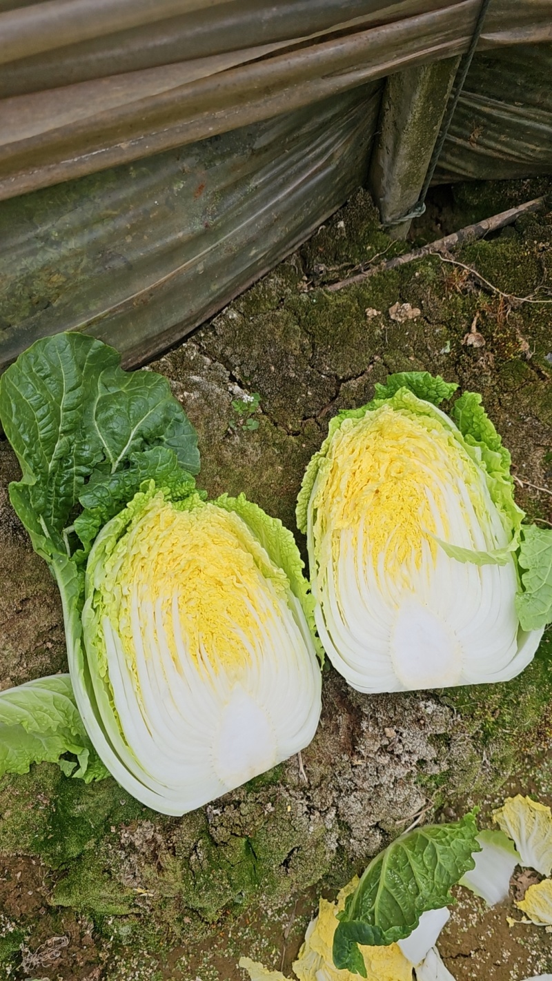 白菜