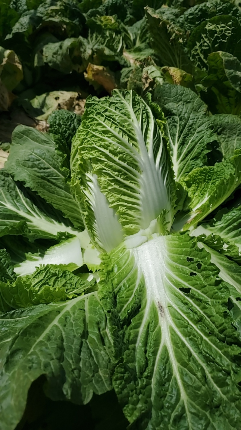 白菜