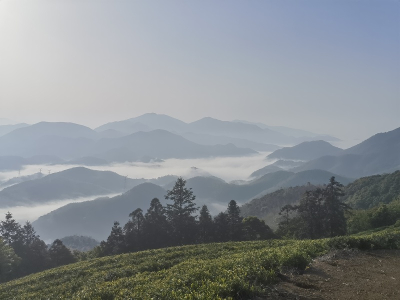 精品高山绿茶甄选绿茶头道需要的老板可致电沟通