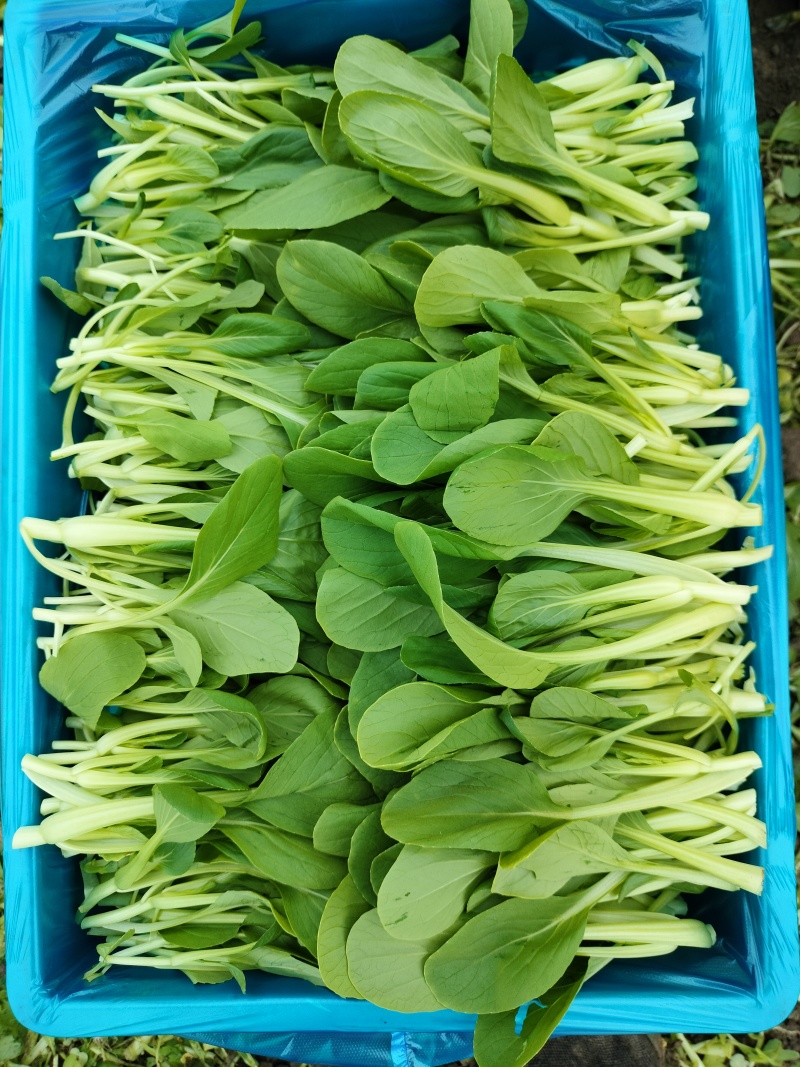 鸡毛菜