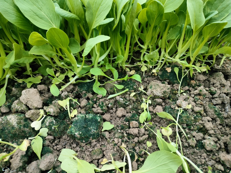 鸡毛菜