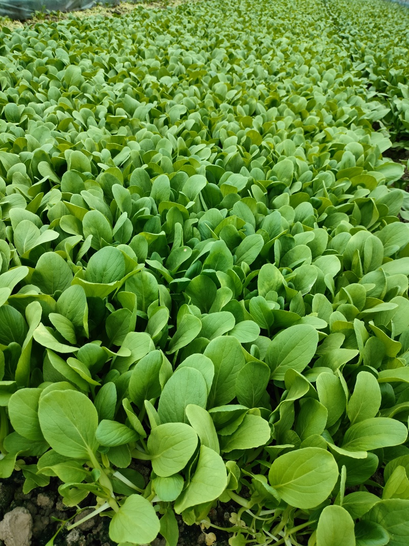 鸡毛菜
