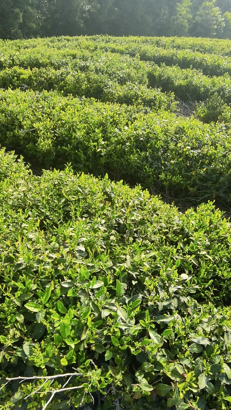 精品高山绿茶甄选绿茶头道需要的老板可致电沟通