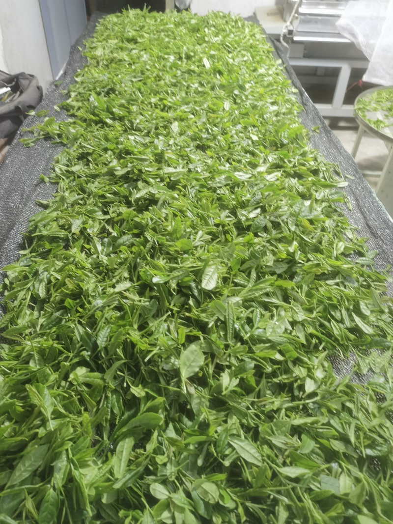 精品高山绿茶甄选绿茶头道需要的老板可致电沟通