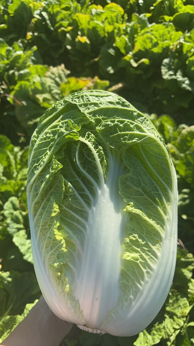 黄心白菜，量大，常年供应
