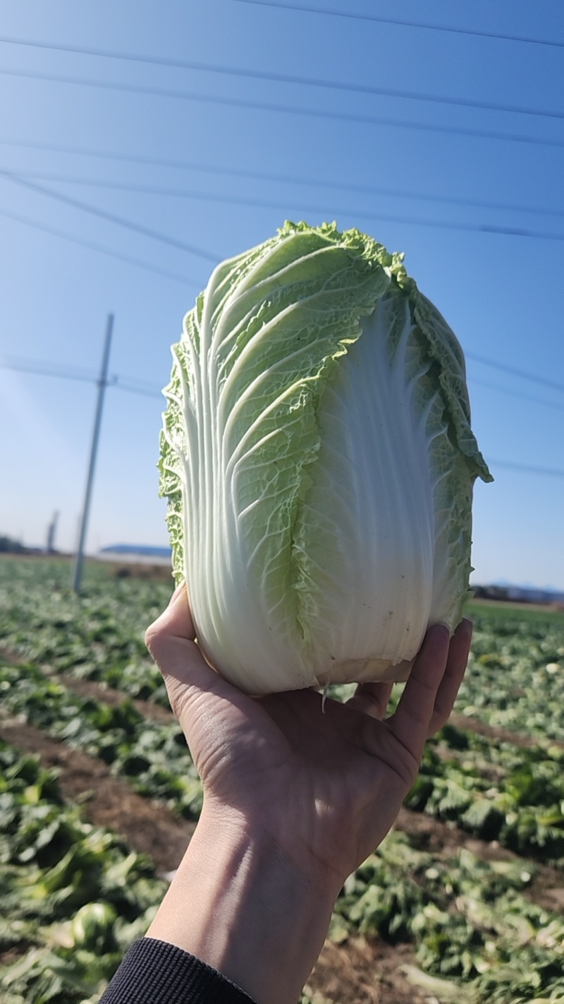 黄心白菜，量大，常年供应