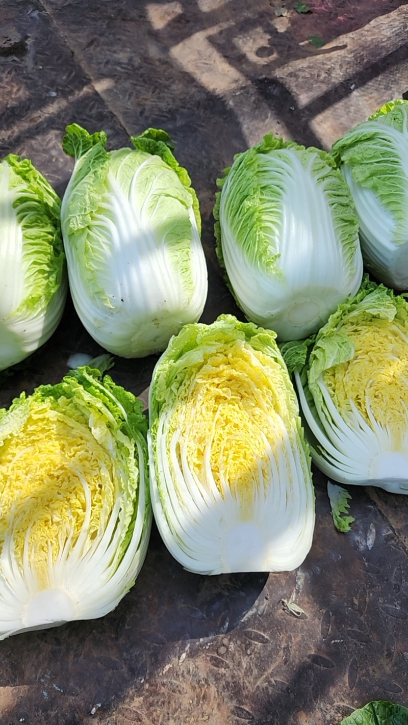 黄心白菜，量大，常年供应