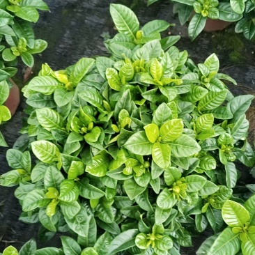 栀子花基地直发