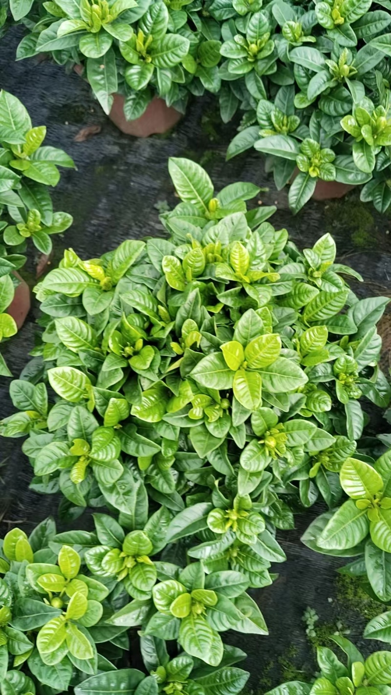 栀子花基地直发