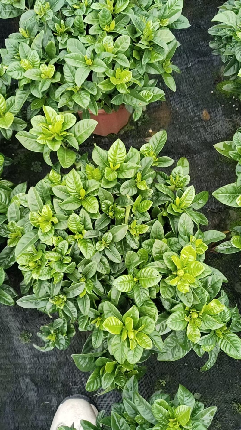 栀子花基地直发
