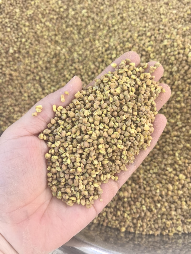 四川大凉山苦荞茶黄苦荞茶大麦荞麦茶