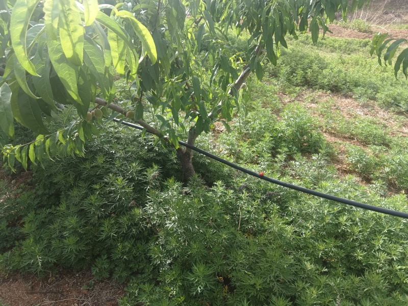 可调滴灌，水肥一体化滴灌，