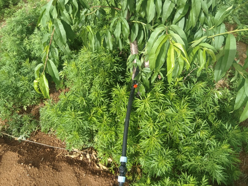 可调滴灌，水肥一体化滴灌，
