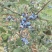 梨葫芦梨秋月梨产地梨园地产地一手货源产地山东临沂