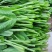 豌豆尖豆苗